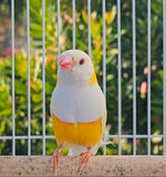 Gouldian Finches / Lutino x Albino Pair