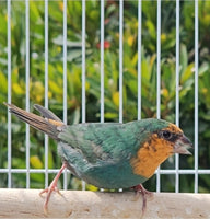 Red Throat Parrot Finches / Seagreen