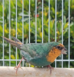 Red Throat Parrot Finches / Seagreen