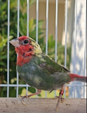 Red Throat Parrot Finch Lightly Pied