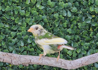 Forbes Parrot Finch / Pied