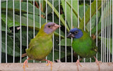 Blue Face Parrot Finch / Normal x Cinnamon Pair