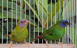 Blue Face Parrot Finch / Normal x Cinnamon Pair