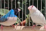 Gouldian Finches / Blue x Albino Pair