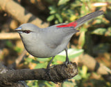 Grey Waxbill