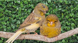 Gloster Canary corona crested bird for sale