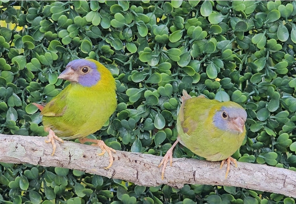 Blue Face Parrot Finch / Cinnamon
