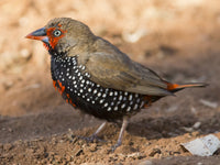 Painted Finch