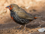 Painted Finch