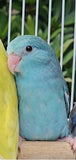 Parrotlet