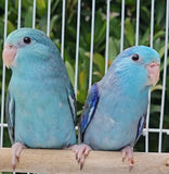 Parrotlet Pairs