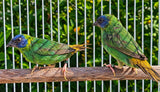 Blue Face Parrot Finch / Seagreen