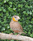 Cut Throat Finches / Orange