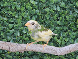 Forbes Parrot Finch / Pied