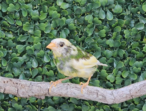Forbes Parrot Finch / Pied