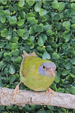 Blue Face Parrot Finch / Cinnamon