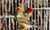 Star Finches Red Face x Yellow Face