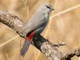 Grey Waxbill