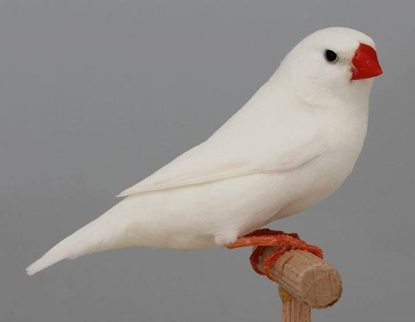 Zebra Finch - English White