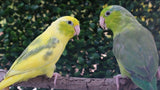 Parrotlet Pairs