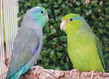Parrotlet Pairs