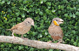 Cut Throat Finches / Orange