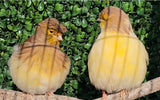 Captive bred Gloster Canary Paradise Aviary Exotics