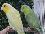 Parrotlet Pairs