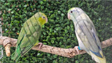 Parrotlet Pairs