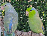 Parrotlet Pairs