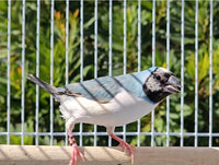 Gouldian Finches / Blue