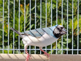 Gouldian Finches / Blue