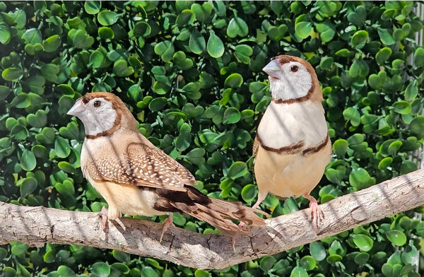 Owl Finches / Fawn Mutation