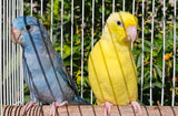 Parrotlet Pairs