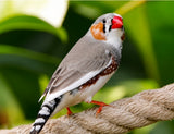 Zebra Finches