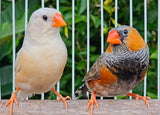 Zebra Finches