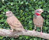 Cut Throat Finches