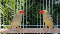 Star Finch / Pied