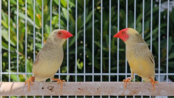 Star Finch / Pied