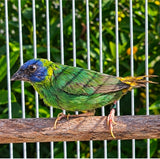 Blue Face Parrot Finch / Seagreen