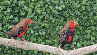 Painted Finch