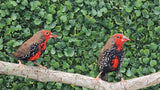 Painted Finch
