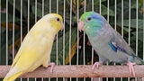 Parrotlet Pairs