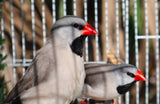 Shaftail Finches / Silver