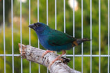 Forbes parrot finch bird Paradise Aviary Exotics for sale