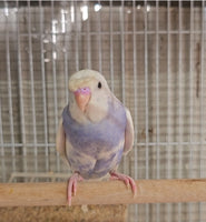 Parakeet