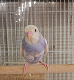 Parakeet