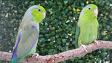 Parrotlet Pairs