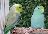 Parrotlet Pairs