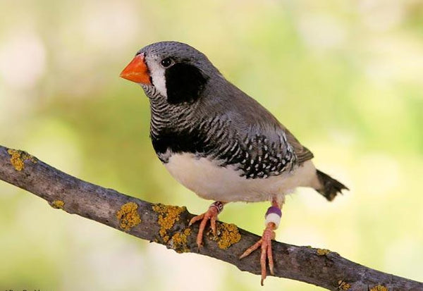 Zebra Finch - Black Cheek